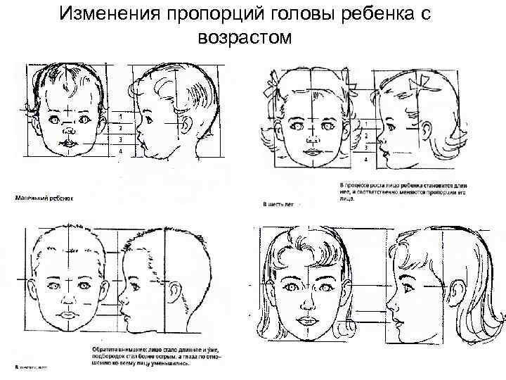 Изменения пропорций головы ребенка с возрастом 