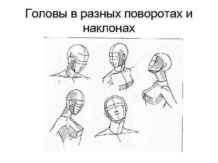 Головы в разных поворотах и наклонах 