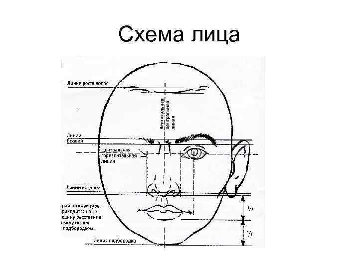 Схема лица 