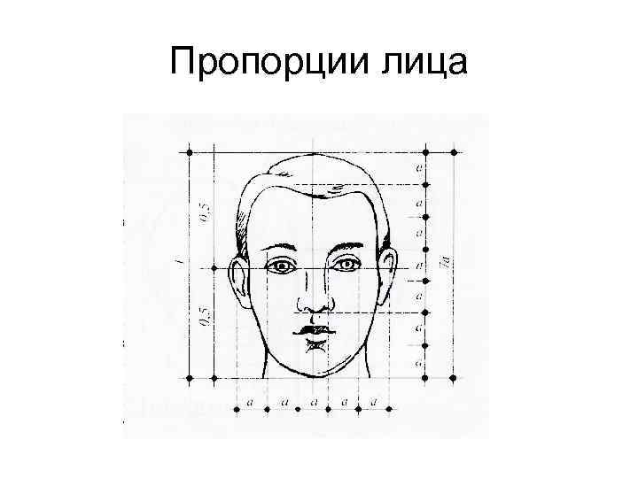 Пропорции лица 