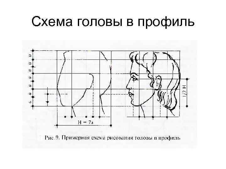 Схема головы в профиль 