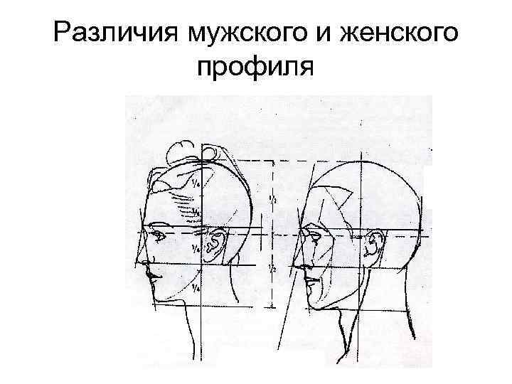 Различия мужского и женского профиля 