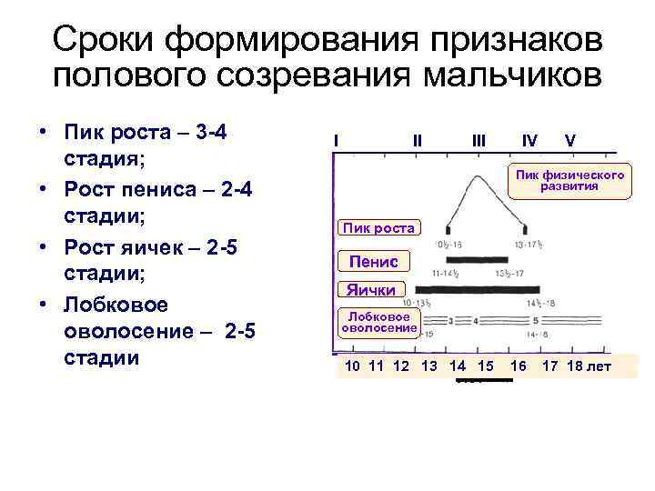 Формирование признака. Половое созревание мальчиков ,рост пениса. Развитие полового созревания и пик роста. Пик роста у мальчиков члена. Пенис мальчика пубертатного периода.