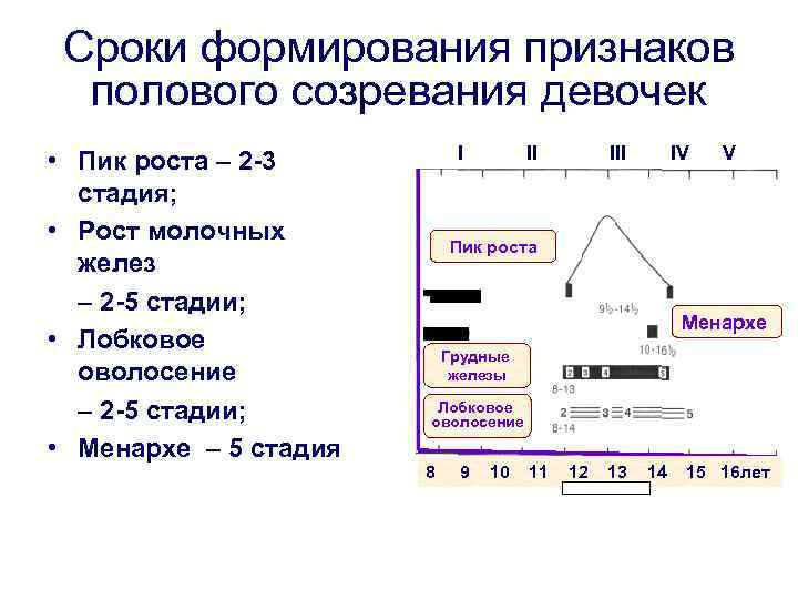 Этапы полового созревания у девочек фото