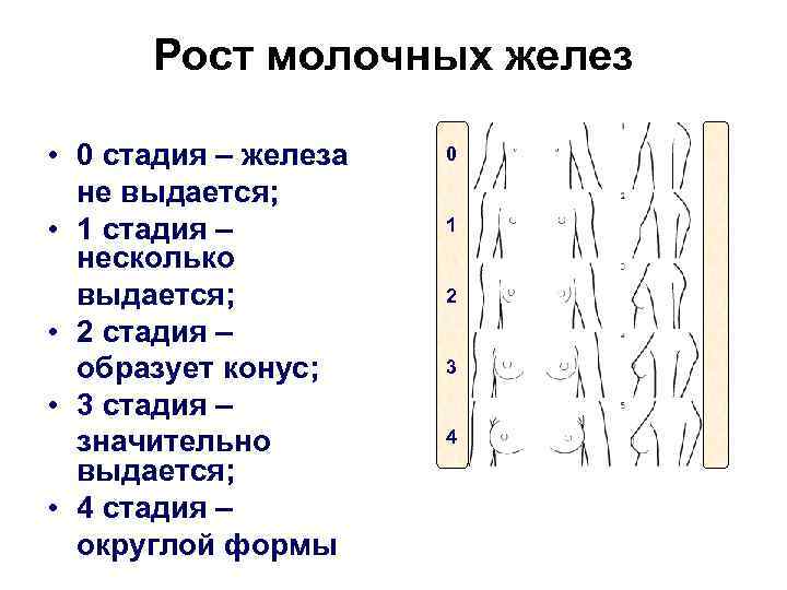 Стадии роста груди фото