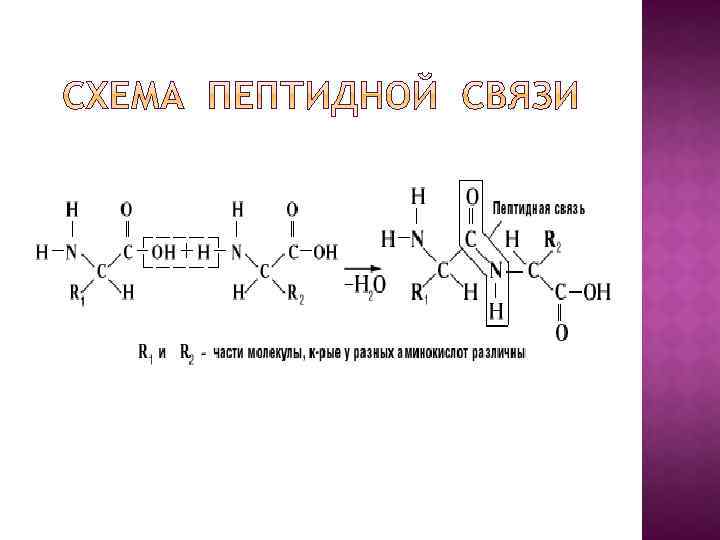 Схема пептидной связи