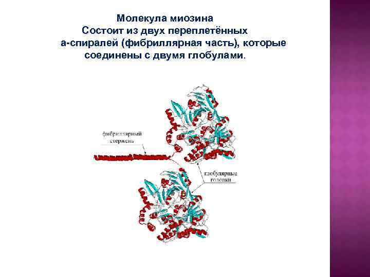 Молекула миозина Состоит из двух переплетённых a-спиралей (фибриллярная часть), которые соединены с двумя глобулами.