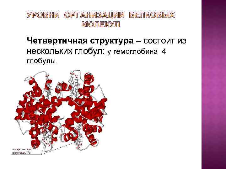 Четвертичная структура – состоит из нескольких глобул: у гемоглобина 4 глобулы. 