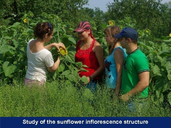 Study of the sunflower inflorescence structure 