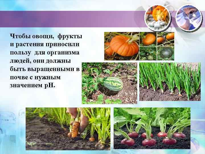 Чтобы овощи, фрукты и растения приносили пользу для организма людей, они должны быть выращенными