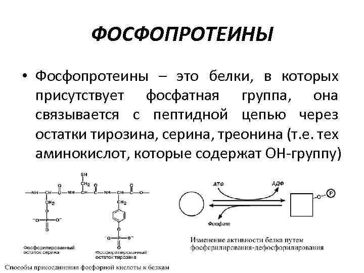 Белки получение. Фосфопротеины. Фосфопротеины структура. Строение фосфопротеинов. Фосфопротеины примеры белков.