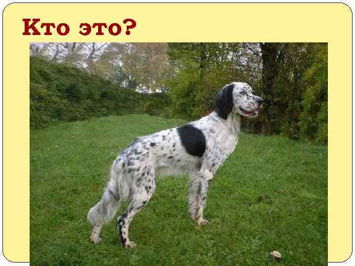 Кто это? Дианка 