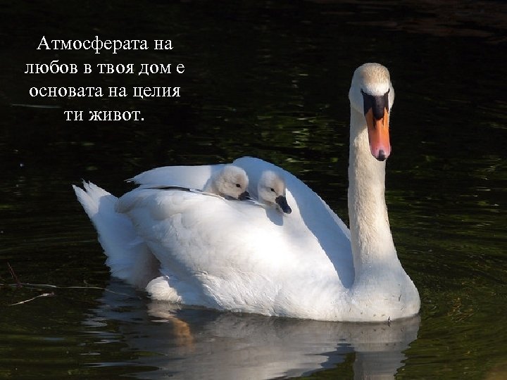 Атмосферата на любов в твоя дом е основата на целия ти живот. 