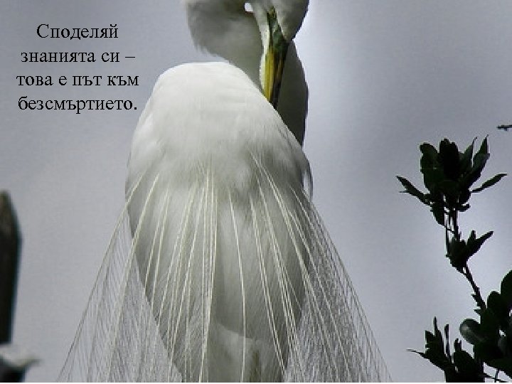 Споделяй знанията си – това е път към безсмъртието. 