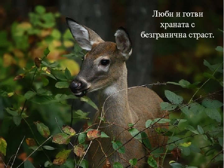 Люби и готви храната с безгранична страст. 
