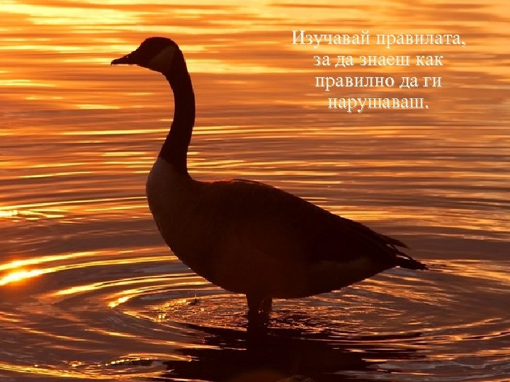 Изучавай правилата, за да знаеш как правилно да ги нарушаваш. 