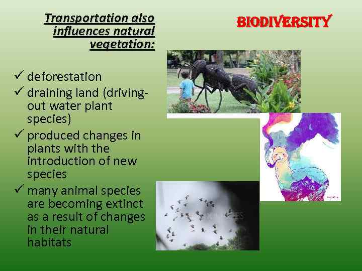 Transportation also influences natural vegetation: ü deforestation ü draining land (drivingout water plant species)