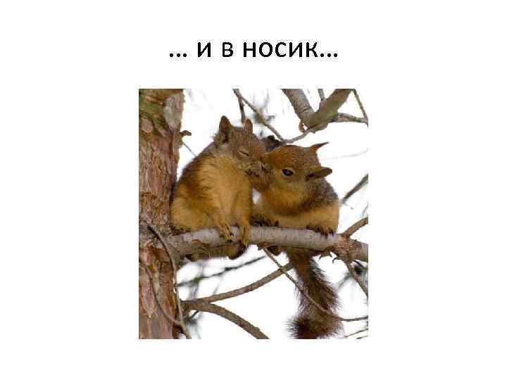 … и в носик… 