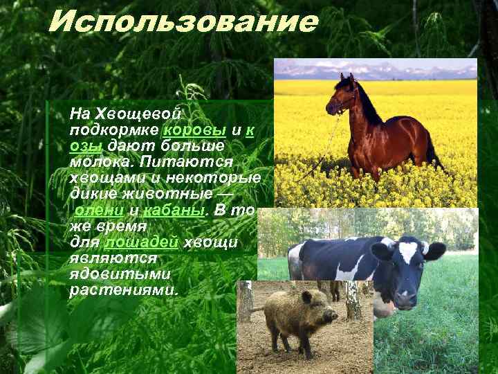 Использование На Хвощевой подкормке коровы и к озы дают больше молока. Питаются хвощами и