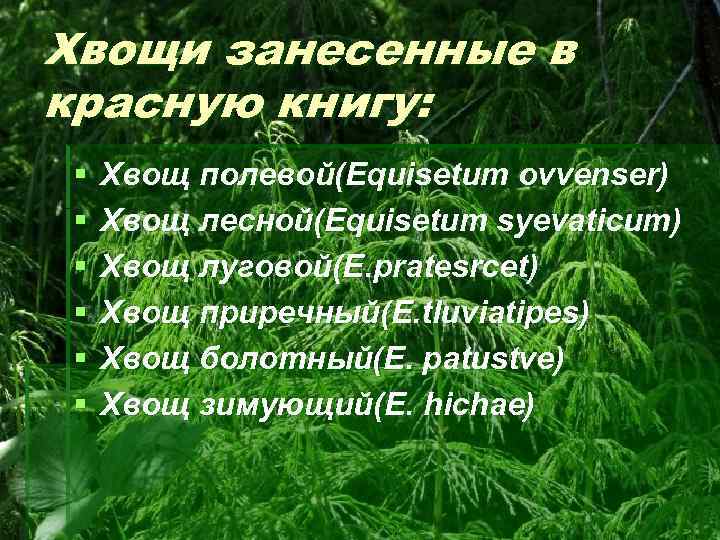 Хвощи занесенные в красную книгу: § § § Хвощ полевой(Equisetum ovvenser) Хвощ лесной(Equisetum syevaticum)