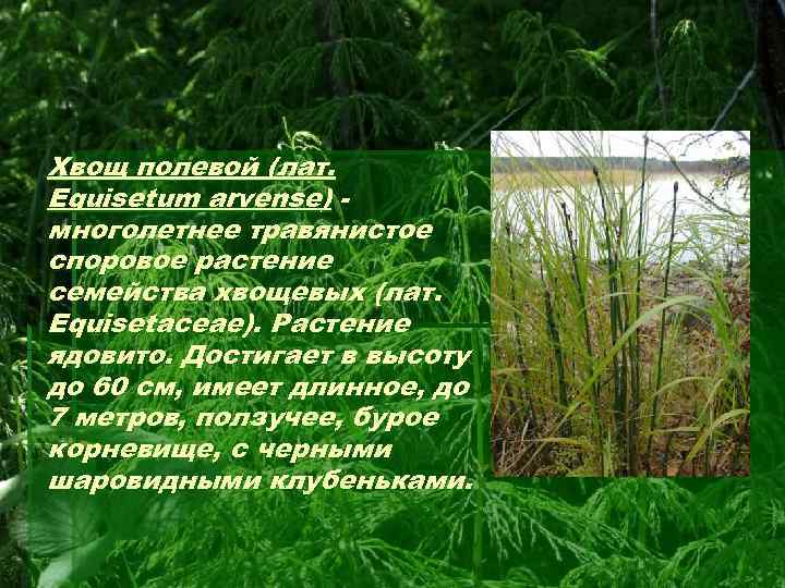 Хвощ полевой (лат. Equisetum arvense) многолетнее травянистое споровое растение семейства хвощевых (лат. Equisetaceae). Растение