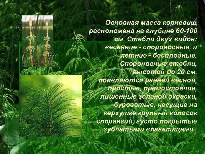 Основная масса корневищ расположена на глубине 60 -100 см. Стебли двух видов: весенние -