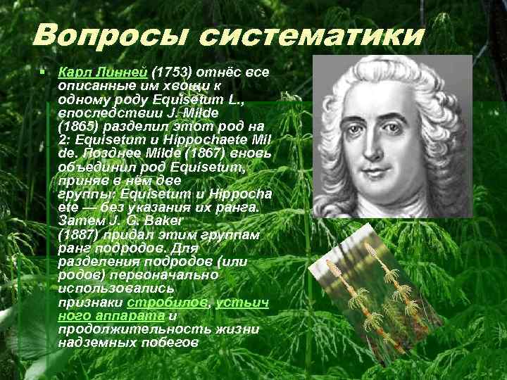 Вопросы систематики § Карл Линней (1753) отнёс все описанные им хвощи к одному роду