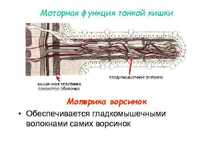 Моторная функция тонкой кишки Моторика ворсинок • Обеспечивается гладкомышечными волокнами самих ворсинок 