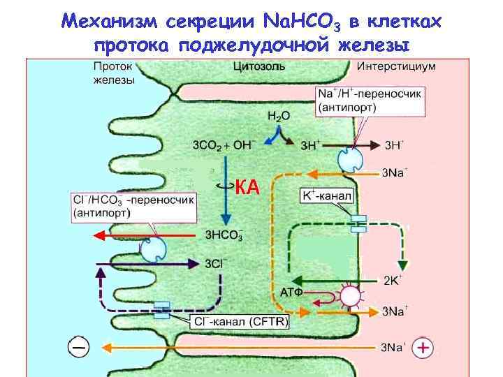 Механизм секреции Na. HCO 3 в клетках протока поджелудочной железы 
