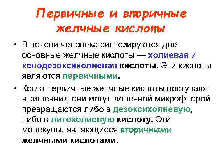 Первичные и вторичные желчные кислоты • В печени человека синтезируются две основные желчные кислоты