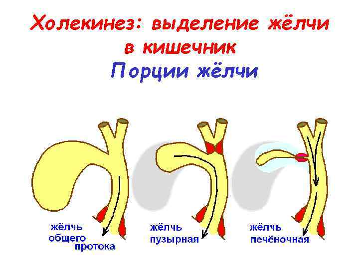 Холекинез: выделение жёлчи в кишечник Порции жёлчи 