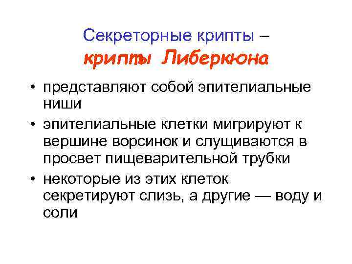 Секреторные крипты – крипты Либеркюна • представляют собой эпителиальные ниши • эпителиальные клетки мигрируют