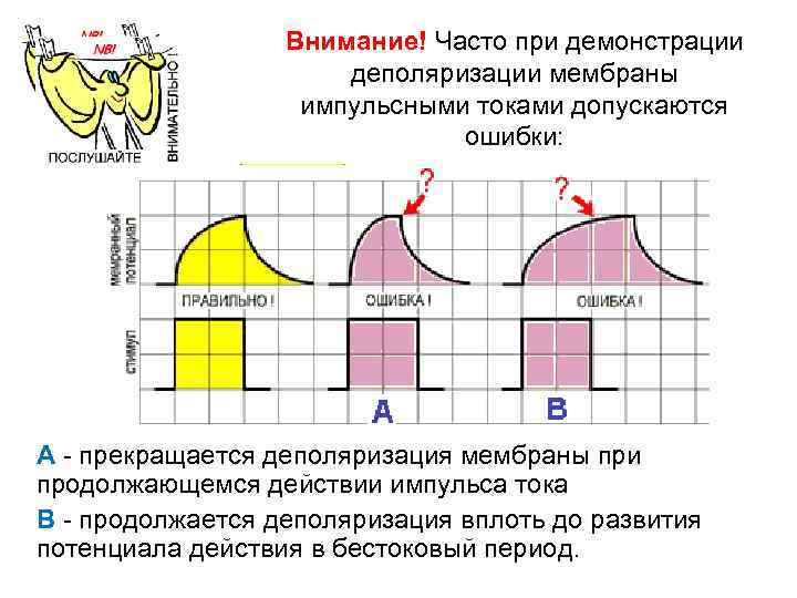 Внимание! Часто при демонстрации деполяризации мембраны импульсными токами допускаются ошибки: A - прекращается деполяризация