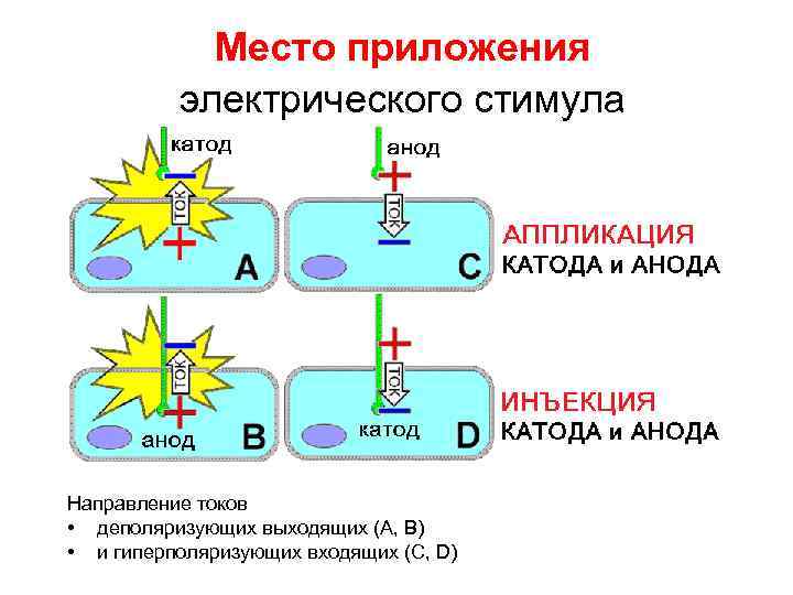 Место приложения электрического стимула Направление токов • деполяризующих выходящих (А, B) • и гиперполяризующих