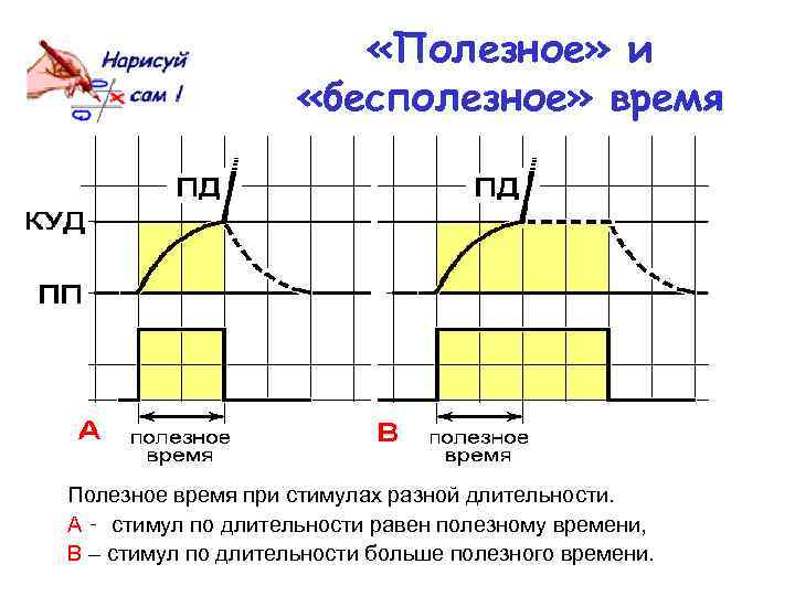  «Полезное» и «бесполезное» время Полезное время при стимулах разной длительности. A ‑ стимул