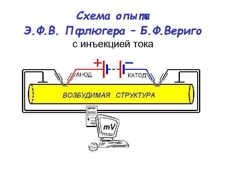 Схема опыта Э. Ф. В. Пфлюгера – Б. Ф. Вериго с инъекцией тока 