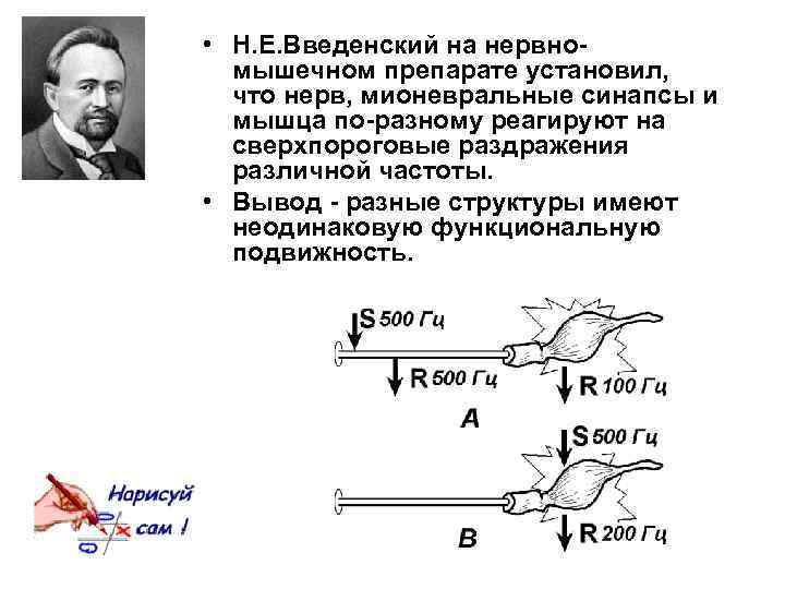  • Н. Е. Введенский на нервномышечном препарате установил, что нерв, мионевральные синапсы и