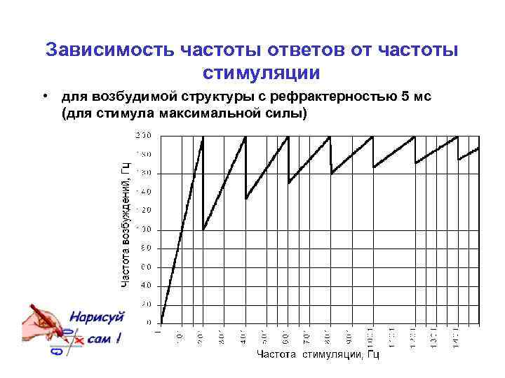 Зависимость частоты ответов от частоты стимуляции • для возбудимой структуры с рефрактерностью 5 мс