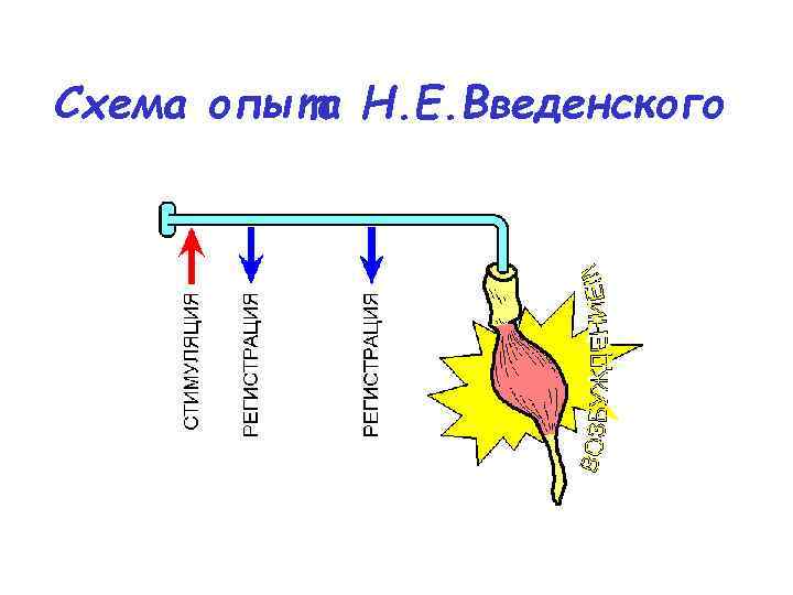 Схема опыта Н. Е. Введенского 