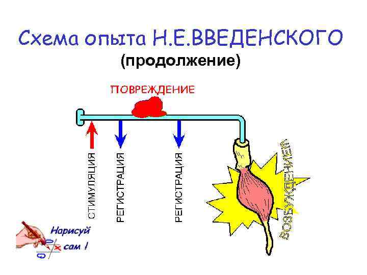 Схема опыта Н. Е. ВВЕДЕНСКОГО (продолжение) 