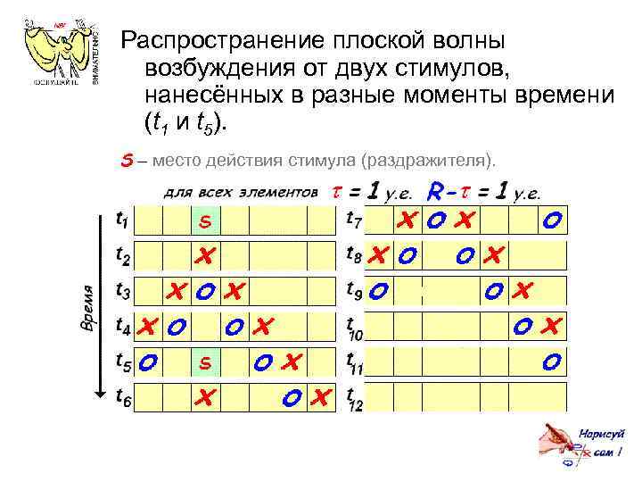 Распространение плоской волны возбуждения от двух стимулов, нанесённых в разные моменты времени (t 1