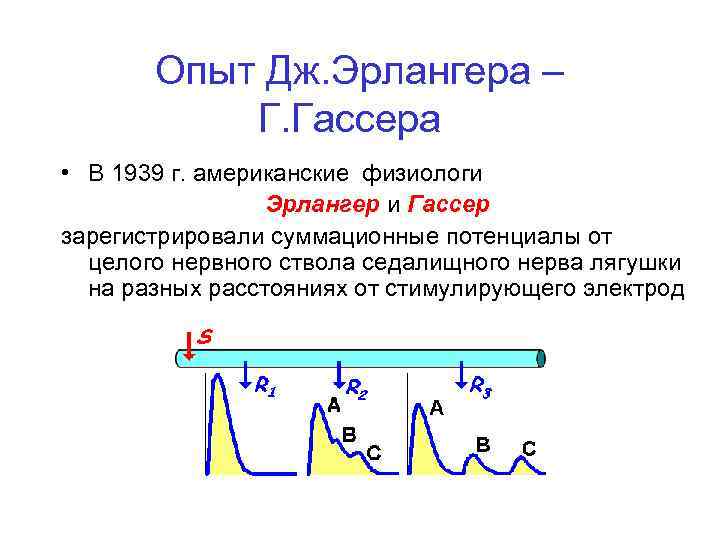 Опыт Дж. Эрлангера – Г. Гассера • В 1939 г. американские физиологи Эрлангер и