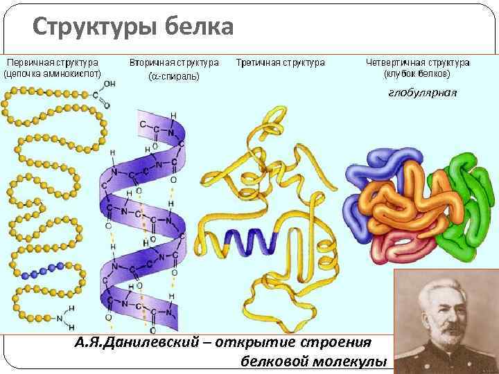 Вторичную структуру белка определяют. Структура белка глобулярные белки. Белок первичная структура вторичная третичная. Первичная структура белка глобула. Третичная структура белка глобула.