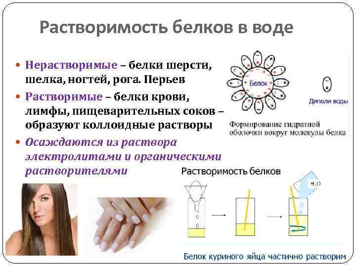 Растворимые белки. Растворимость белков в воде. Белки растворимость. Растворимость белков в вводе. Примеры нерастворимых белков.