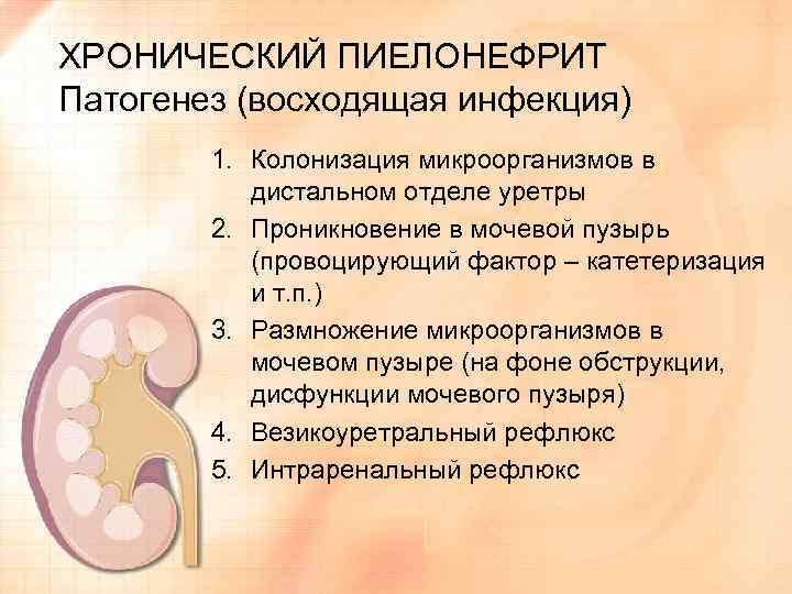 Схема патогенеза пиелонефрита