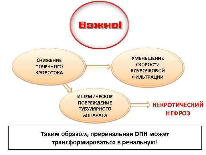 УМЕНЬШЕНИЕ СКОРОСТИ КЛУБОЧКОВОЙ ФИЛЬТРАЦИИ СНИЖЕНИЕ ПОЧЕЧНОГО КРОВОТОКА ИШЕМИЧЕСКОЕ ПОВРЕЖДЕНИЕ ТУБУЛЯРНОГО АППАРАТА НЕКРОТИЧЕСКИЙ НЕФРОЗ Таким