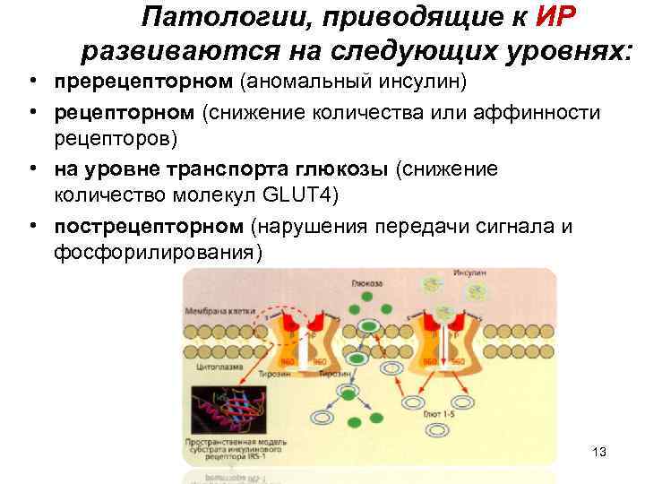 Патологии, приводящие к ИР развиваются на следующих уровнях: • пререцепторном (аномальный инсулин) • рецепторном