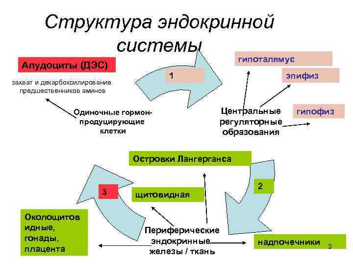 Схема истории болезни эндокринология