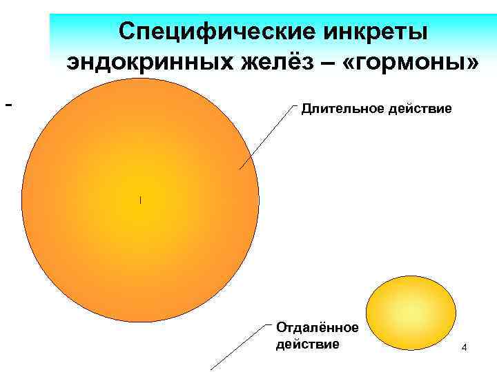 Специфические инкреты эндокринных желёз – «гормоны» - Длительное действие Отдалённое действие 4 