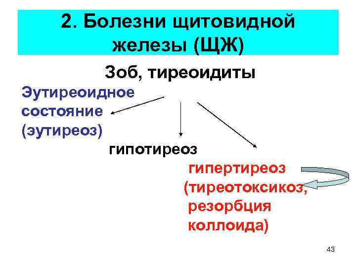 2. Болезни щитовидной железы (ЩЖ) Зоб, тиреоидиты Эутиреоидное состояние (эутиреоз) гипотиреоз гипертиреоз (тиреотоксикоз, резорбция